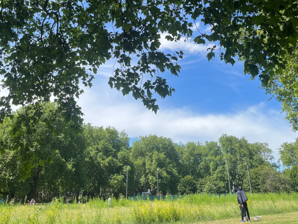 London Fields wildflower meadow in the summer time. The sky is blue with some wispy white clouds. The trees are in full leaf. acupuncture for allergies