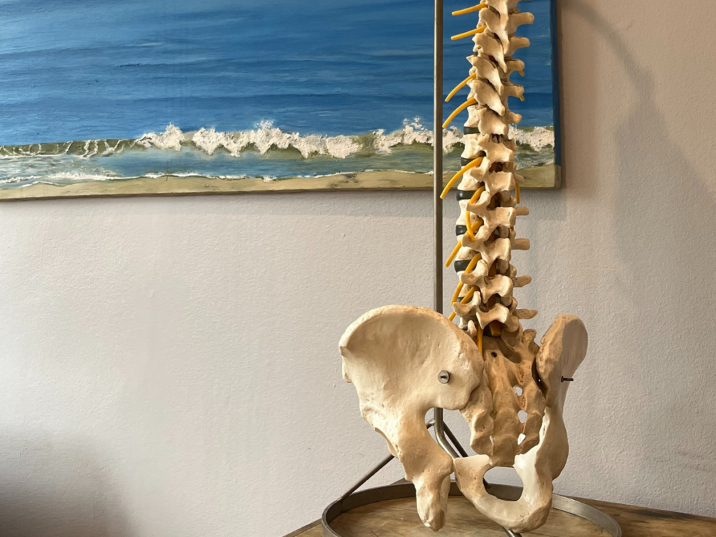 An osteopathic model of the pelvic girdle and lower spine sits upon a wooden chest. There is a painting of crashing waves in the background. The spinal model shows the sacral, lumbar and thoracic spine of a smaller than average person.