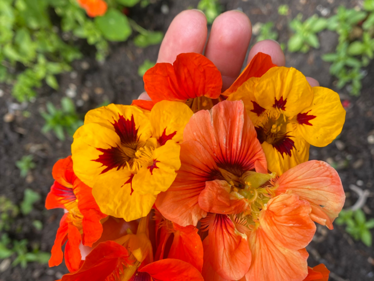 a handful of edible colourful flowers rests delicately on the hand of a white person. The flowers are bright yellow, and oranges. They may be nasturtiums.