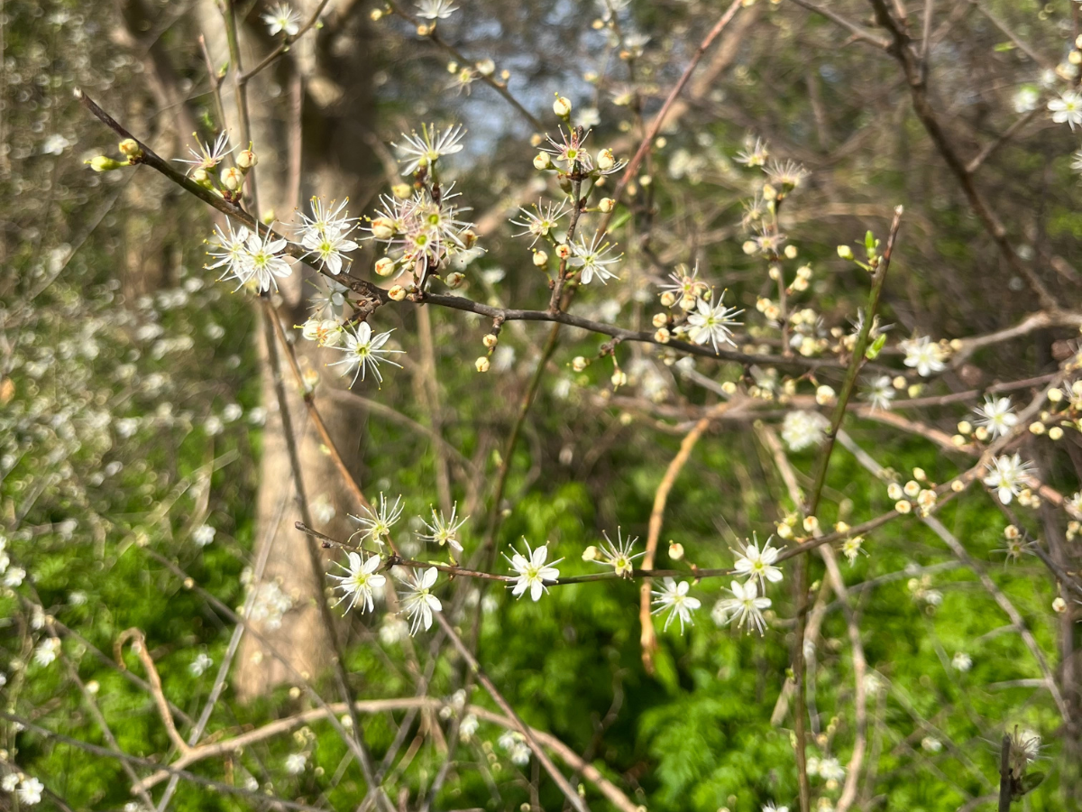 Small floral buds of blossom appear on a branch. It is spring.