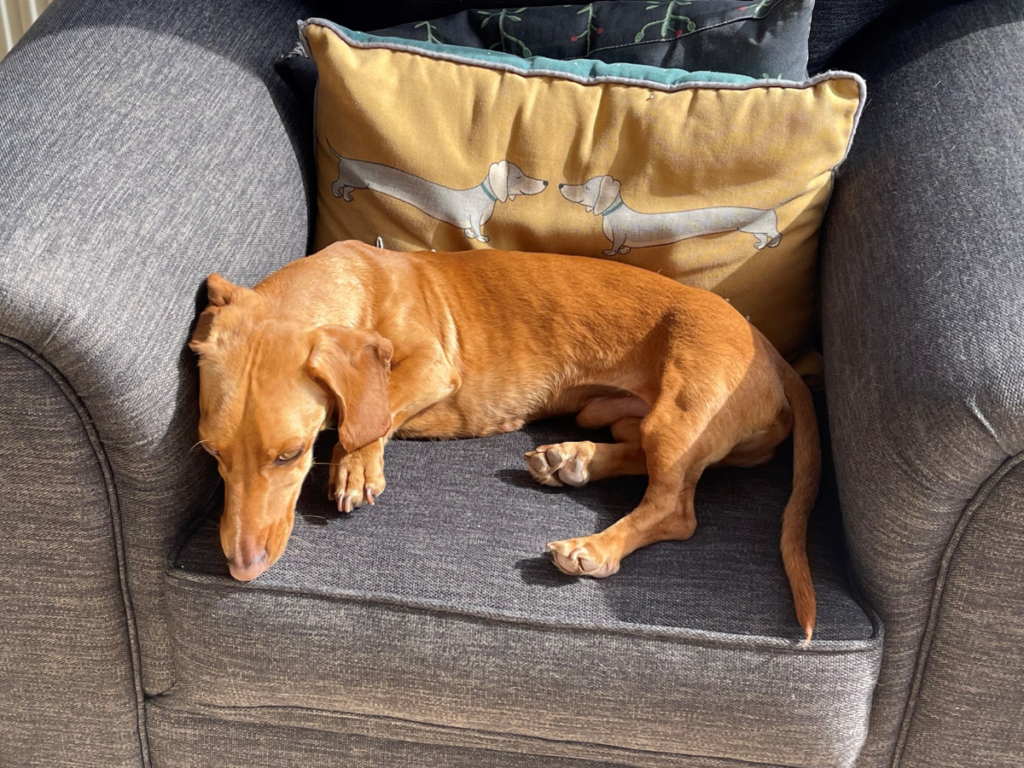 Teddy the Daschund dog relaxes on an arm chair. Teddy is a golden blonde male pup. Behind him on the chair is a cushion of two daschunds. Daschunds are also known as sausage dogs.