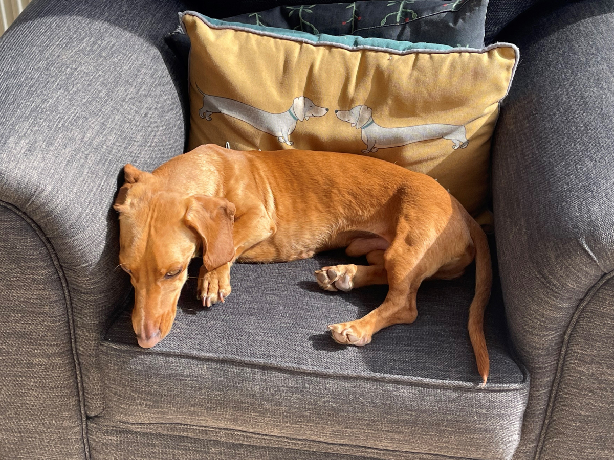 Teddy the Daschund dog relaxes on an arm chair. Teddy is a golden blonde male pup. Behind him on the chair is a cushion of two daschunds. Daschunds are also known as sausage dogs.