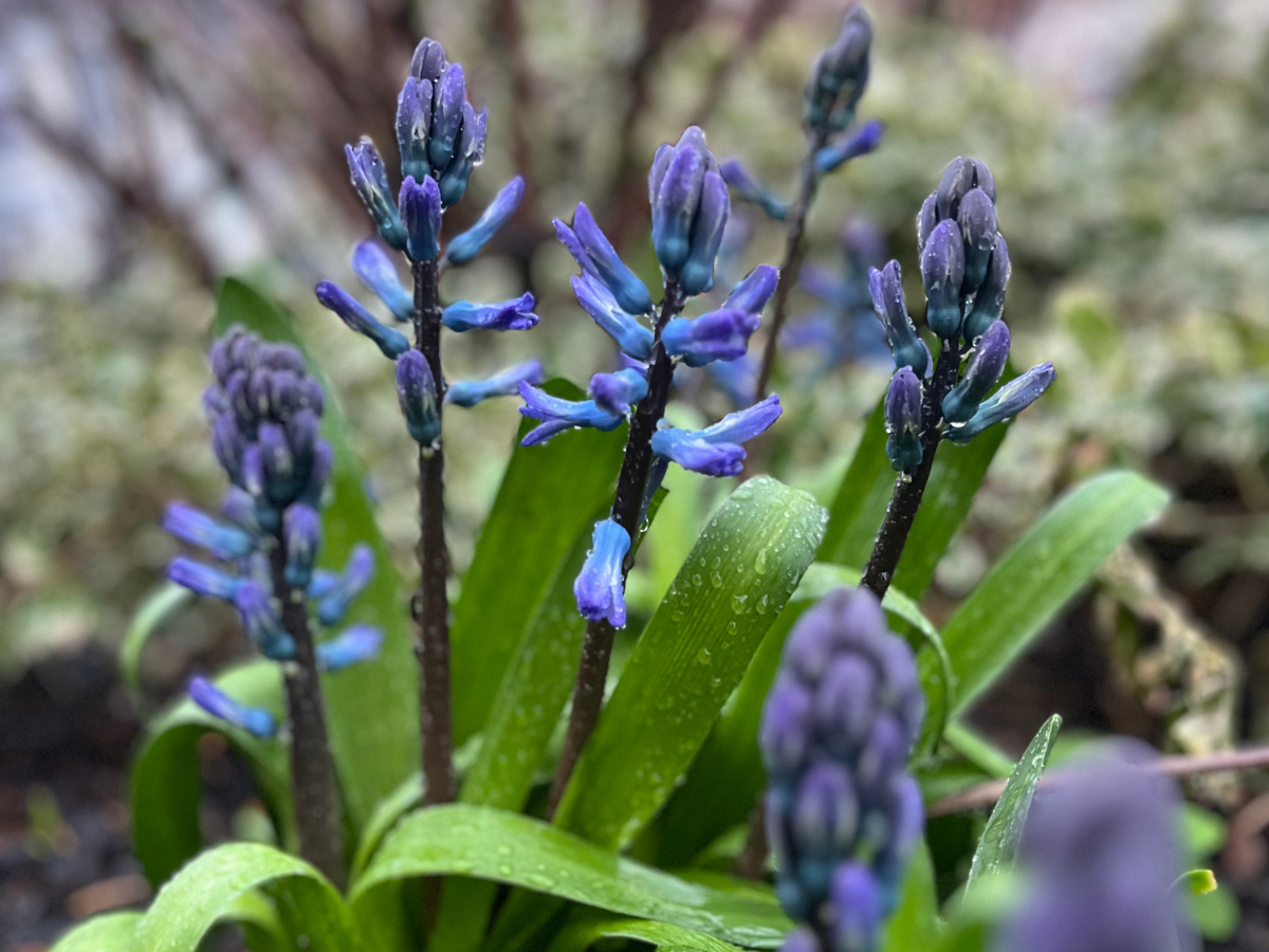 Droplets of water hang onto strapping blue hyacinths in bloom during late winter.