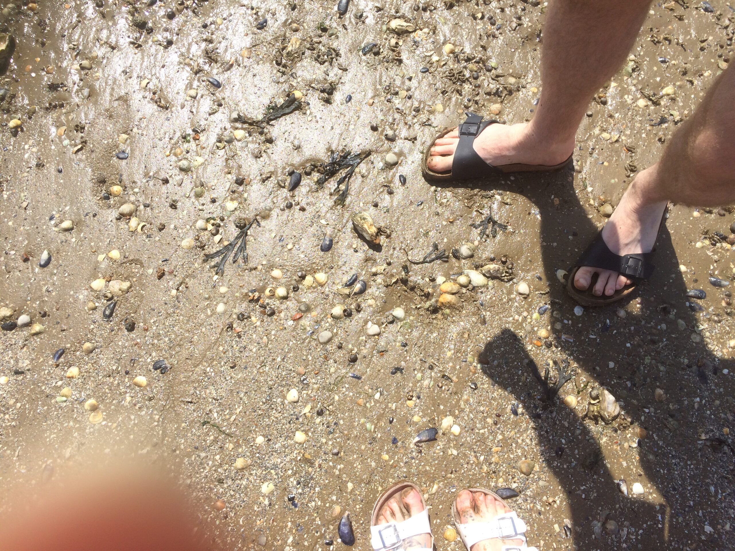 Two pairs of feet in Birkenstock sandals stand on a wet beach, The sand is covered in small sharp pieces of shell and stones, pebbles.