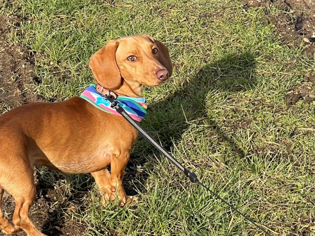 Teddy the golden blonde daschund is on a walk. He is on the lead looking at the person taking the photograph. The grass is slightly bare as if it is winter. The dog wears a neck scarf in shades of pink, blue and green.