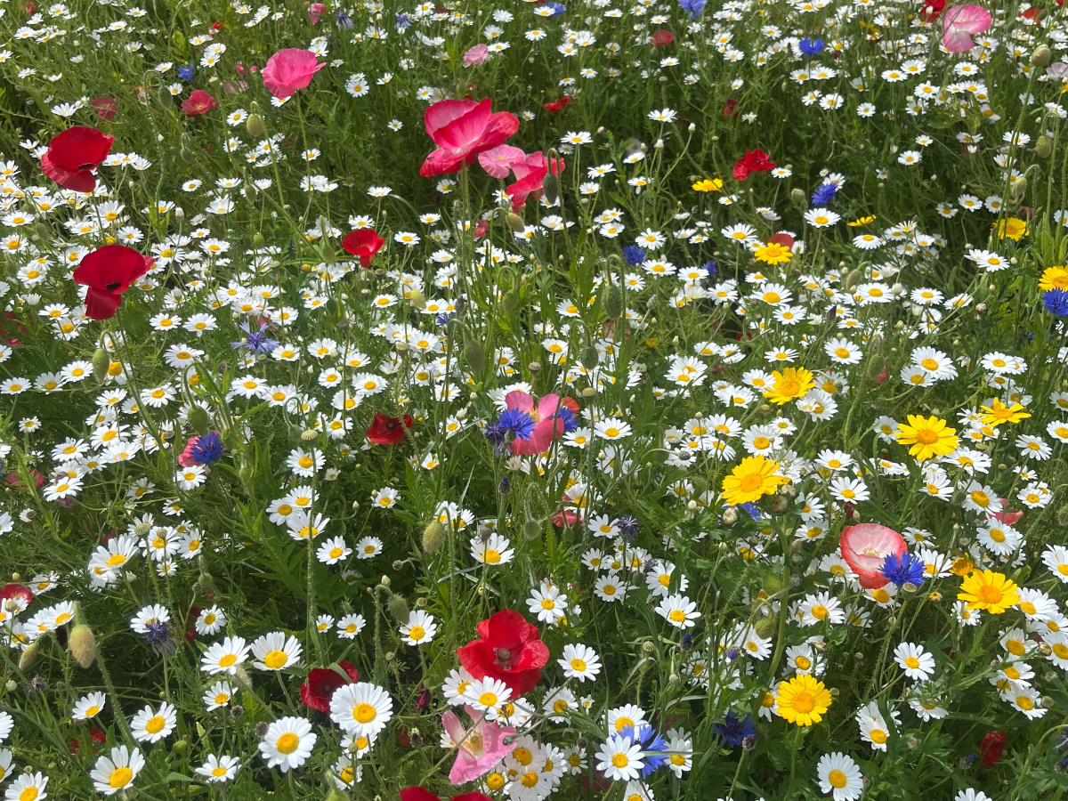 A close image of the summertime flowers in the Hackney Downs wildflower meadow. Pink poppies, blue cornflowers and white daisies.