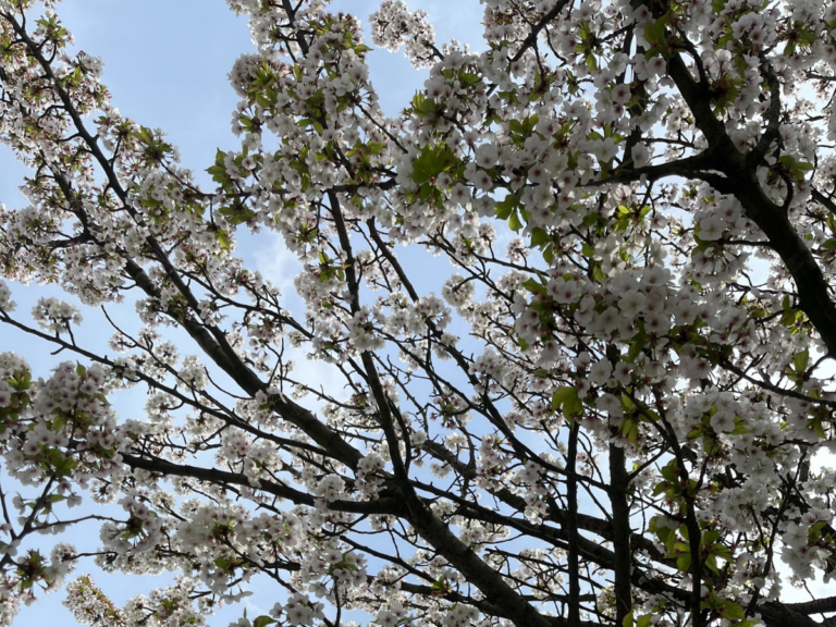 A white cherry blossom tree is photographed against a blue sky.