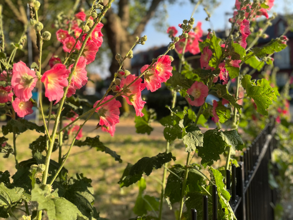 A photograph of bright pink hollyhocks in a North London park. It is summer time and sunny.