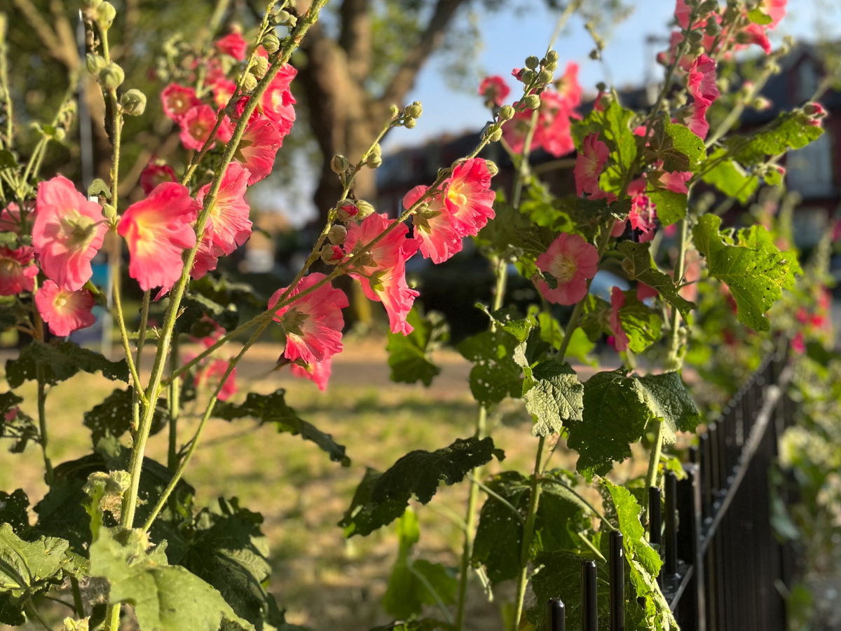 A photograph of bright pink hollyhocks in a North London park. It is summer time and sunny.