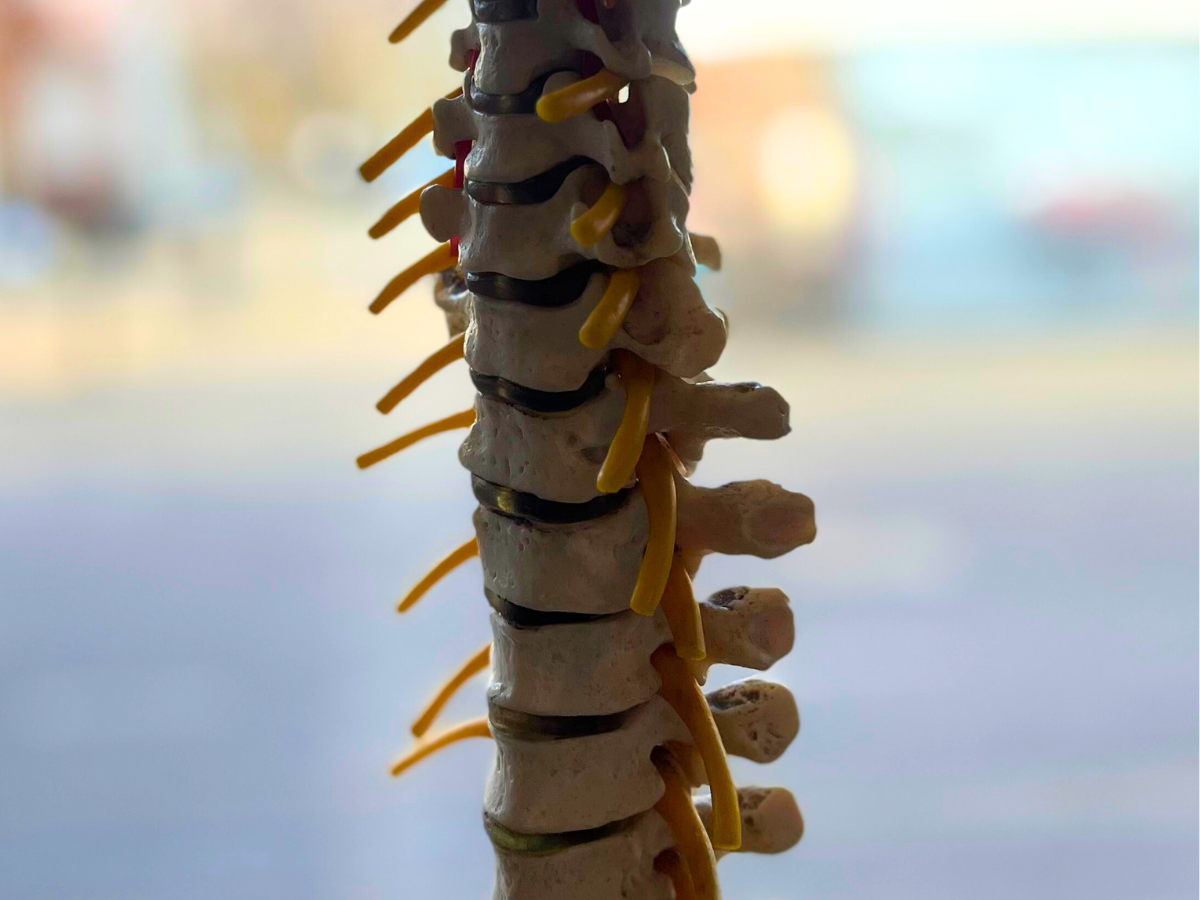 A model shows the bones, nerve and cartilage of the upper (cervical) spine and the start of the thoracic spine. The background is bright and blurry.