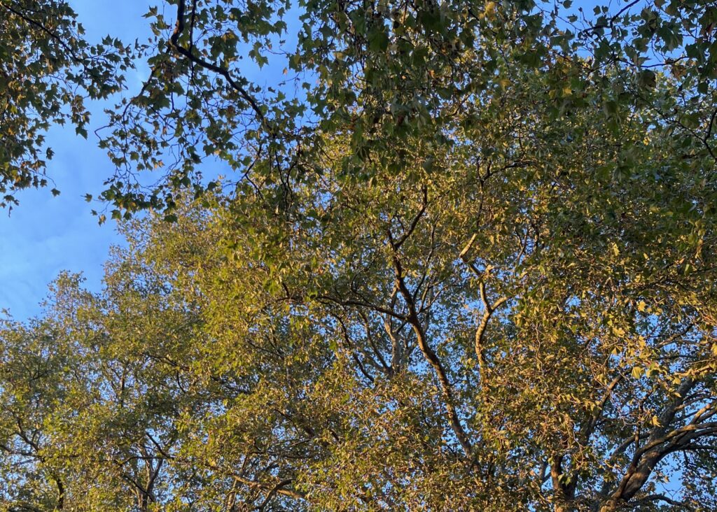 IMG 3111 Copy scaled 1