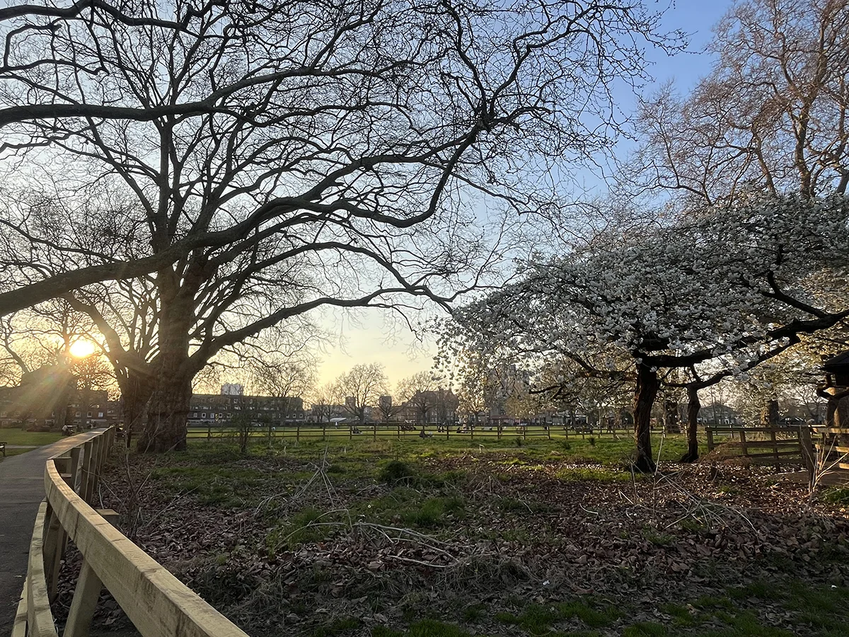 Spring Blossom Sunset copy