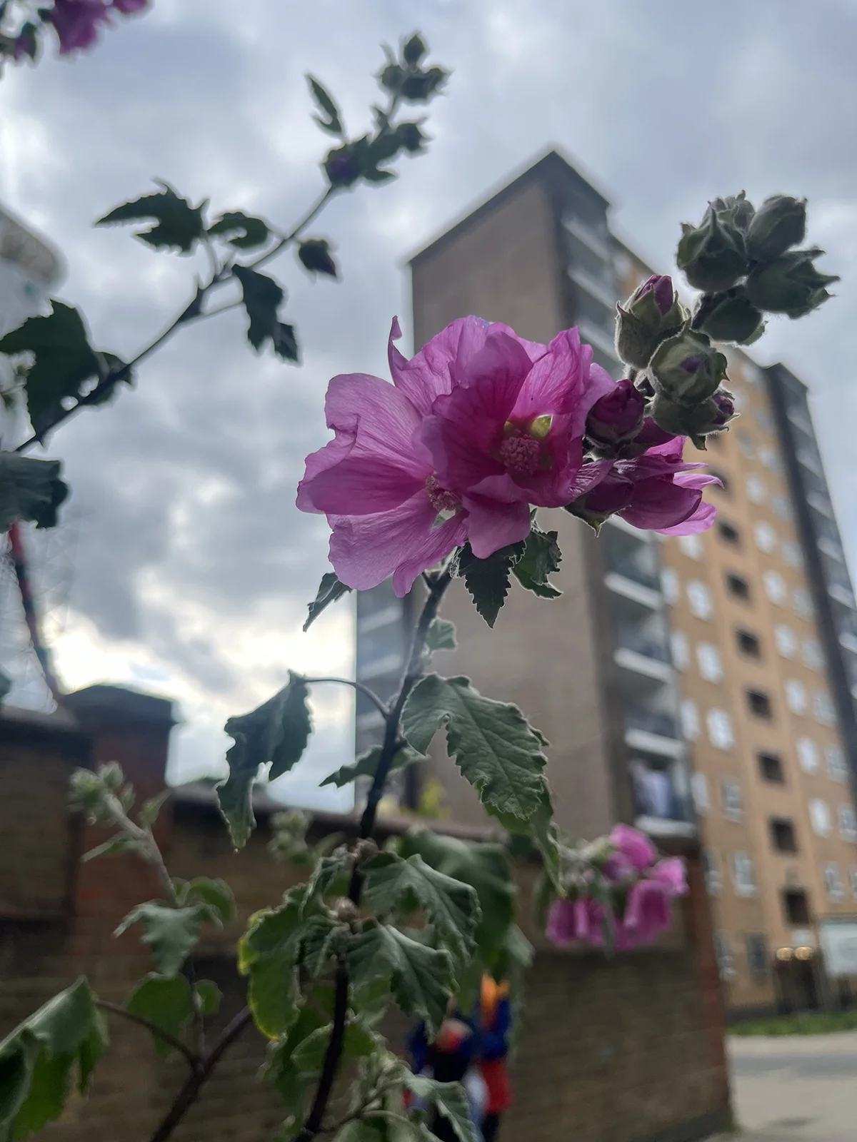 haggerston copy